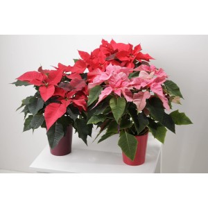 Czerwone i różowe gwiazdy betlejemskie (t.b.t.) w doniczkach na stole.
