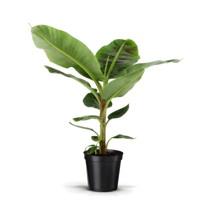 Bananowiec (Musa acuminata "Dwarf Cavendish") don. 21 cm