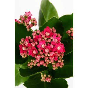 Żyworódka Calandiva Pink z pełnymi kwiatami i zielonymi liśćmi w doniczce.