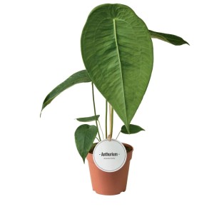 Anturium Peltigerum (Anthurium peltigerum) don. 12 cm