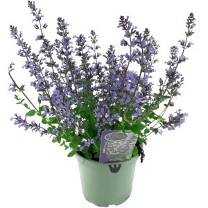 Kwitnąca kocimiętka (Nepeta faassenii) w doniczce, mieszanka odmian.