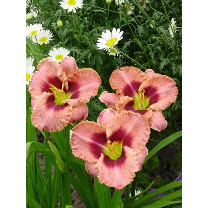 Liliowiec (Hemerocallis Daring Deception)