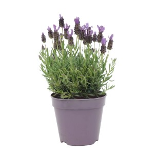 Lawenda francuska (Lavandula stoechas) don. 9 cm