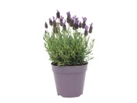 Lawenda francuska (Lavandula stoechas) don. 9 cm