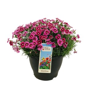 Goździk (Dianthus) w doniczce, różowo-czerwone kwiaty, roślina stojąca.