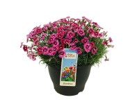 Goździk (Dianthus) mix - don. 26 cm