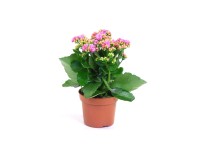Żyworódka (Kalanchoe Calandiva) - don. 12 cm