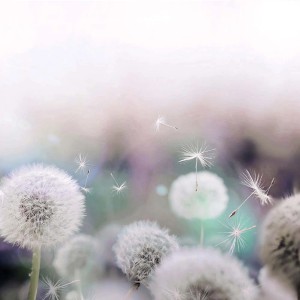 Mniszki lekarskie z latającymi nasionami, dekoracja na ścianę i do domu.