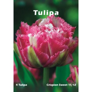 Zbliżenie różowo-białego tulipana Crispin Sweet. Kategoria: Cebulki kwiatowe.