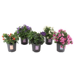 Rośliny tarasowe don. 14 cm