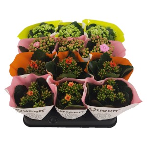Różnokolorowe Kalanchoe (Żyworódka) w tacy, kwiaty w kolorze zielonym, różowym i pomarańczowym.