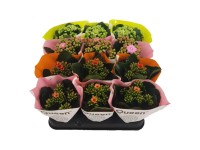 Żyworódka (Kalanchoe Queen) mix don. 6 cm