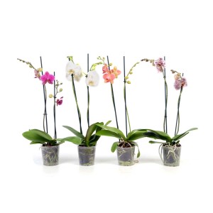 Różnokolorowe storczyki t.b.t. w doniczkach, wybór kwitnących roślin doniczkowych.