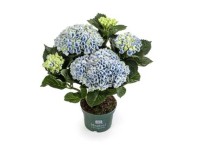 Hortensja (Hydrangea magical revolution Blue) - don. 10,5 cm