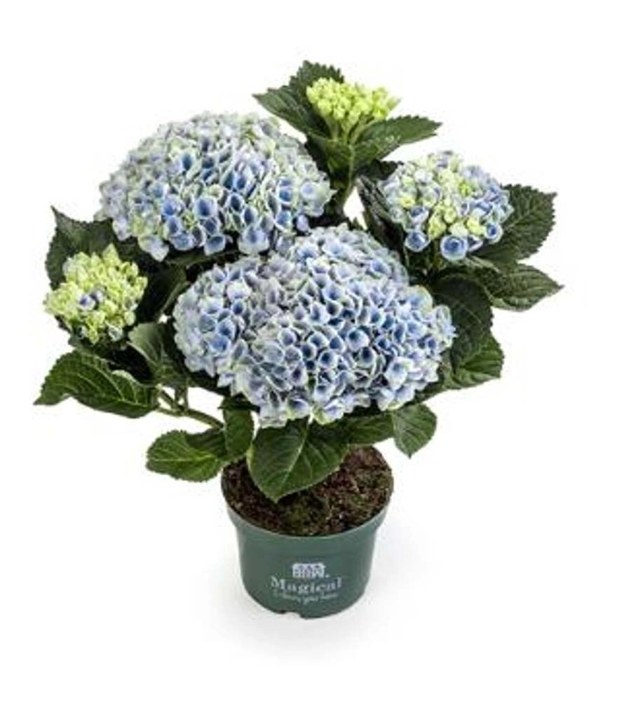 Hortensja (Hydrangea magical revolution Blue) - don. 10,5 cm
