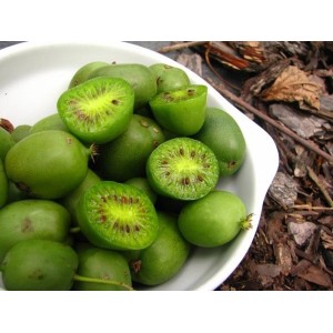 Świeże, zielone jagody kiwi w misce. Idealne dla miłośników owoców i do uprawy we własnym ogrodzie.