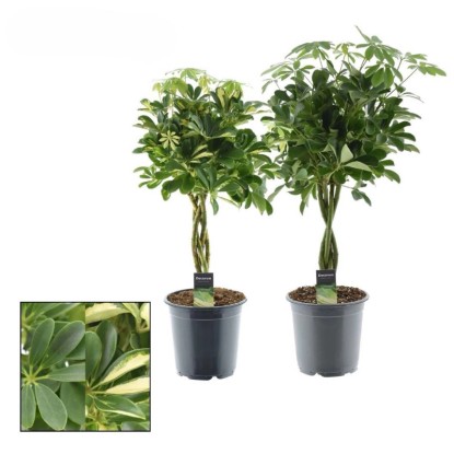 Schefflera na pniu - don. 21 cm