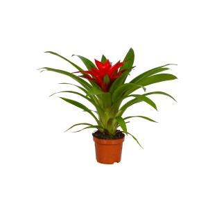 Guzmania roślina doniczkowa z czerwonym kwiatem w doniczce.