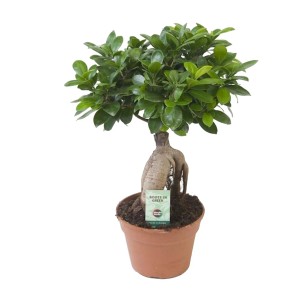 Fikus Ginseng mini (Ficus microcarpa Ginseng) don. 17 cm