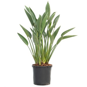 Duża, zielona roślina doniczkowa w czarnej doniczce. Ozdobne liście.