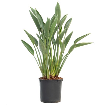 Strelicja królewska (Strelitzia reginae) wys. 120 cm don. 30-35 cm