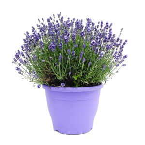 Kwitnąca lawenda w fioletowej doniczce do użytku wewnątrz i na zewnątrz.