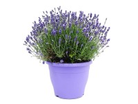 Lawenda wąskolistna (Lavandula angustifolia) - don. 26 cm