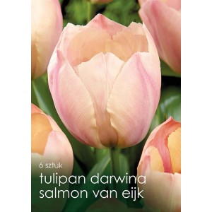 Zbliżenie na różowo-łososiowy tulipan Darwina 'Salmon van Eijk'.