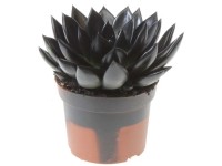 Eszeweria (Echeveria) farbowana mix don. 12cm