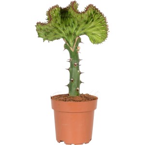 Kaktus koralowy w brązowej doniczce, średnica doniczki ok. 12 cm. Łatwa w pielęgnacji roślina doniczkowa.