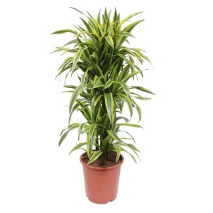 Dracaena Lemon Lime (Dracaena fragrans)  wys. 110 don. 27 cm