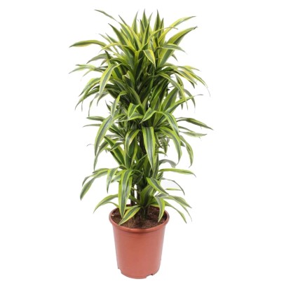 Dracaena Lemon Lime (Dracaena fragrans)  wys. 110 don. 27 cm