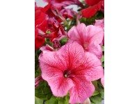 Petunia rabatowa (Petunia x hybrida)