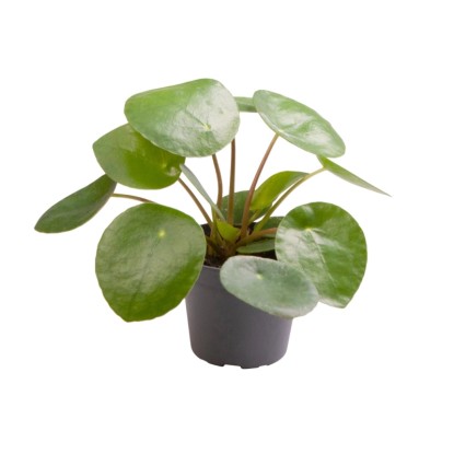 Pilea Peperomioides