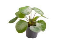 Pilea Peperomioides