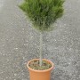 Cyprysik Lawsona Gold Rider OBI w doniczce, wys. ok. 80 cm. Zimozielone drzewo iglaste.