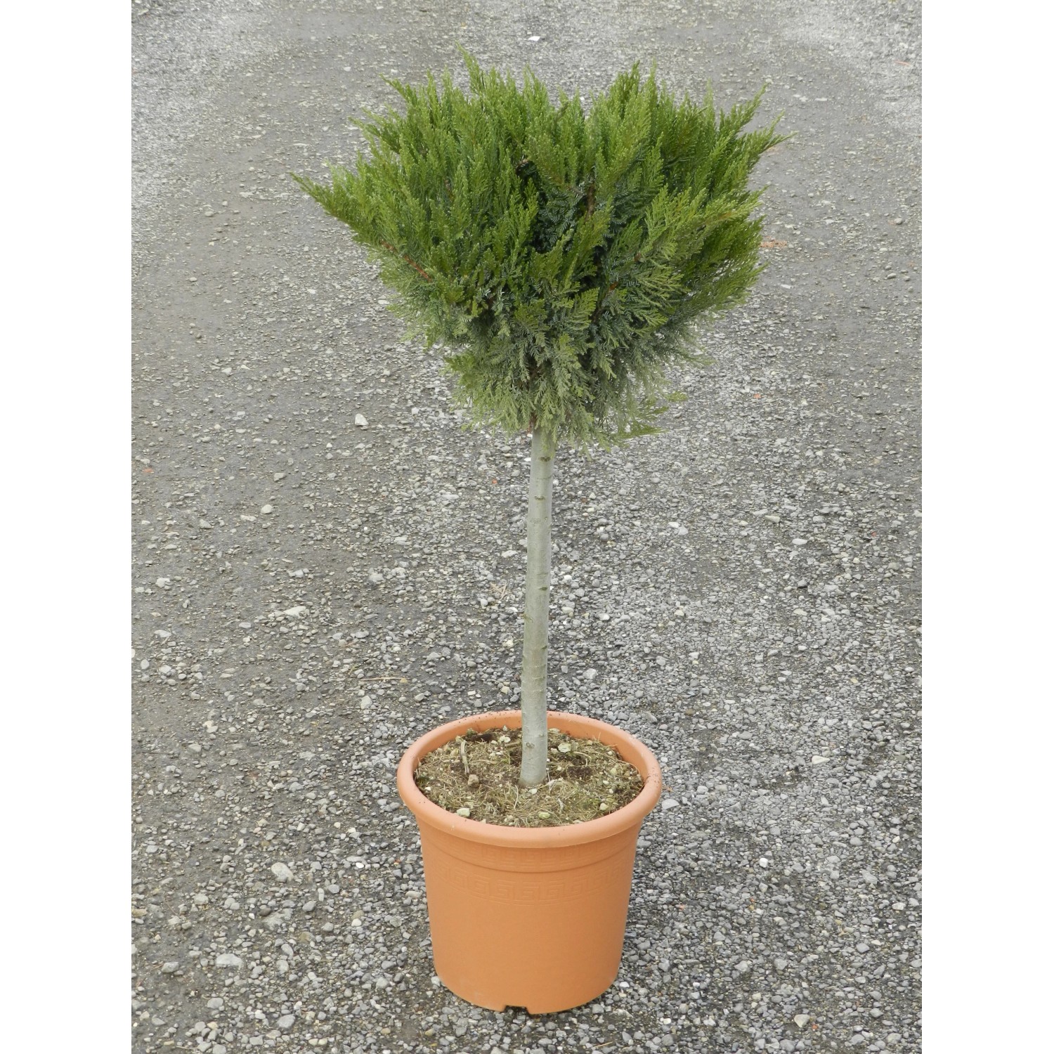 Cyprysik Lawsona Gold Rider OBI w doniczce, wys. ok. 80 cm. Zimozielone drzewo iglaste.