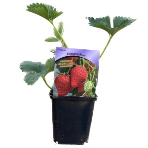 Sadzonka truskawki 'Temptation' w doniczce z dojrzałymi, czerwonymi truskawkami i zielonymi liśćmi.