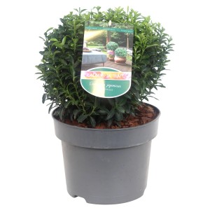W doniczce: Zielony trzmielina pnąca (Euonymus japonicus) w kształcie kuli.