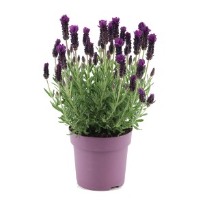 t.b.t. w fioletowej doniczce, roślina kwitnąca do domu i ogrodu.