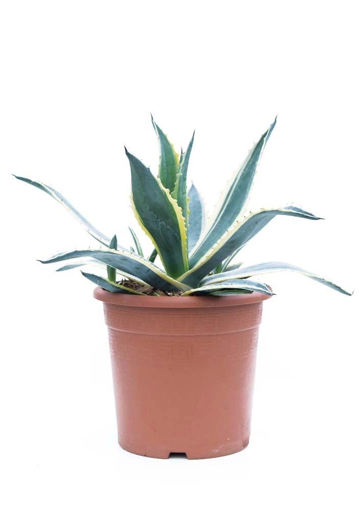 Agawa (Agave) mix kupuj w OBI