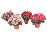 Begonia (Begonia) Betulia - don. 19 cm