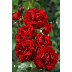 Zdjęcie ciemnoczerwonych róż rabatowych (t.b.t.) z zielonymi liśćmi w tle.