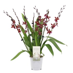 Storczyk Barrocco Red (Phalaenopsis Barrocco Red) don. 12 cm