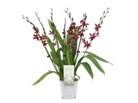 Storczyk Barrocco Red (Phalaenopsis Barrocco Red) don. 12 cm
