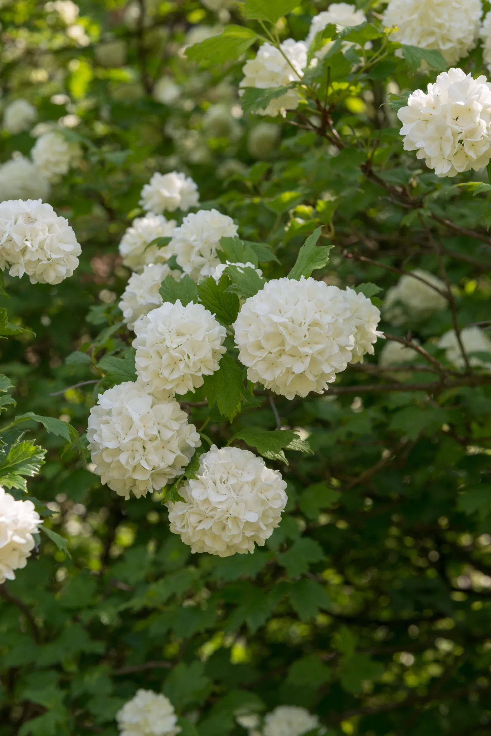 Kalina koralowa (Viburnum opulus) w odmianach 50 70cm C3 kupuj w OBI
