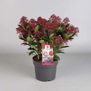 Skimmia w doniczce, wiecznie zielona, czerwona, roślina stojąca do użytku wewnątrz i na zewnątrz.