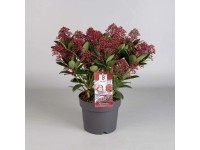 Skimmia japońska (Skimmia japonica) Rubella - don. 19 cm