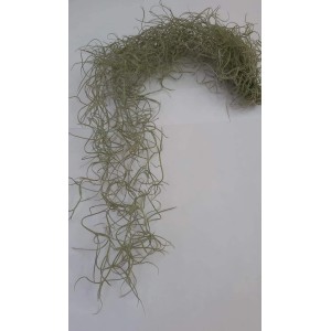 Wisząca Tillandsia (t.b.t.) jako dekoracja do wnętrz.