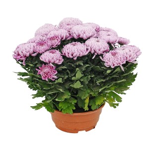 Chryzantema wielkokwiatowa (Chrysanthemum) don. 21 cm